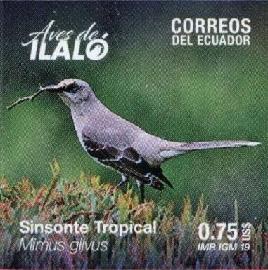 Tropical Mockingbird (Mimus gilvus)