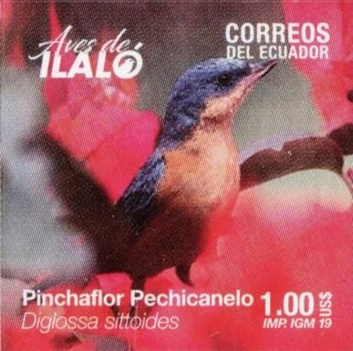 Rusty Flowerpiercer (Diglossa sittoides)