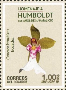 Caucaea kunthiana