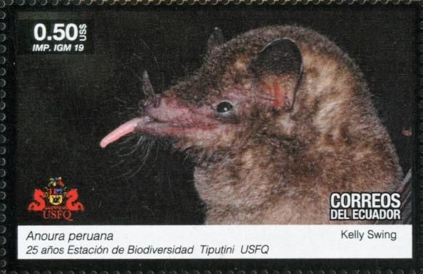 Bats
