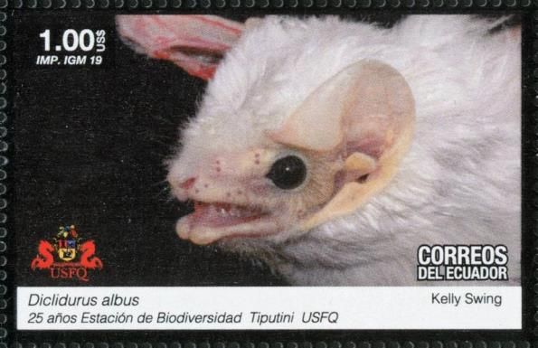 Bats