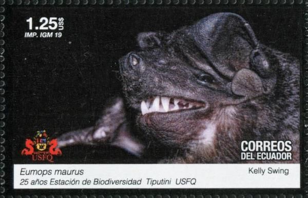 Bats