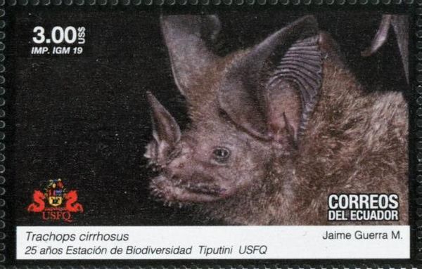 Bats