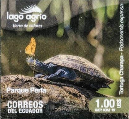 Arrau River Turtle (Podocnemis expansa)