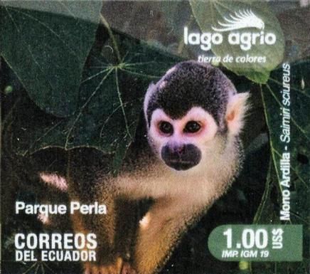 Ecuadorian Squirrel Monkey (Saimiri sciureus)