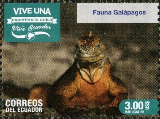Fauna of Galapagos - Iguana