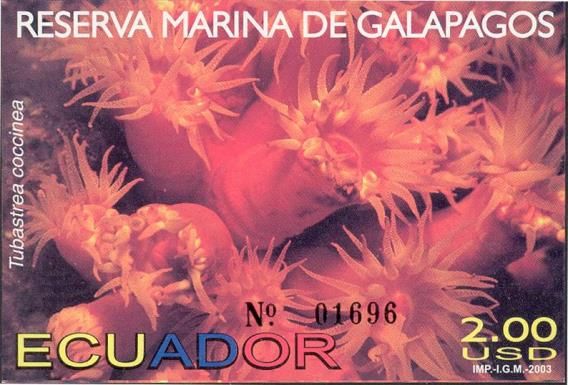 Orange Cup Coral (Tubastrea coccinea)