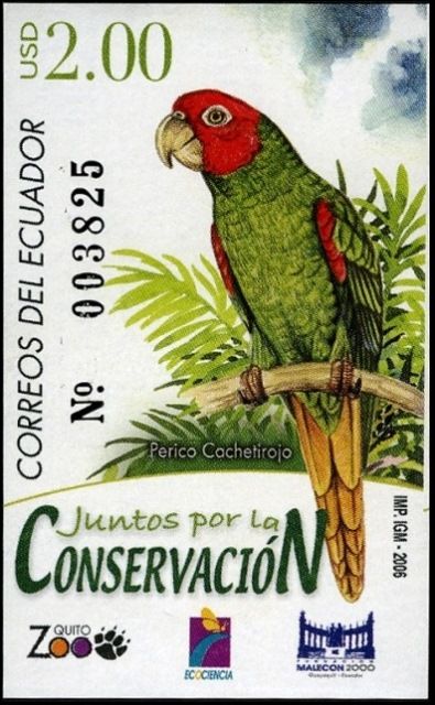 Red-masked Parakeet (Psittacara erythrogenys)