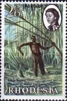 Cutting Sugar Cane