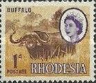African Buffalo (Syncerus caffer)