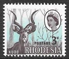 Greater Kudu (Tragelaphus strepsiceros)
