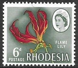 Flame Lily