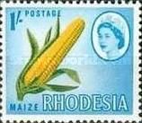 Maize