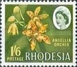 Ansellia Orchid