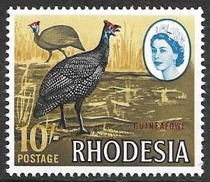Helmeted Guineafowl (Numida meleagris)