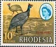Helmeted Guineafowl (Numida meleagris)