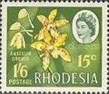 Ansellia Orchid