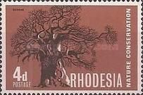 Baobab Tree