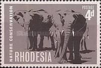 African Elephant (Loxodonta africana)