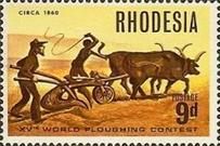 Ox drawn plough, circa 1860