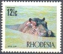 Hippopotamus (Hippopotamus amphibius)