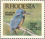 Half-collared Kingfisher (Alcedo semitorquata)