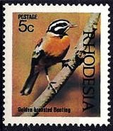Golden-breasted Bunting (Emberiza flaviventris)