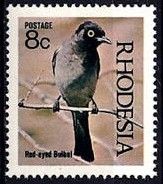 African Red-eyed Bulbul (Pycnonotus nigricans)