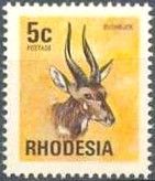 Cape Bushbuck (Tragelaphus sylvaticus)