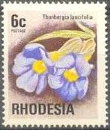 Thunbergia (Thunbergia lancifolia)