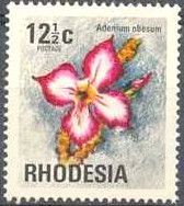 Pink sabi star (Adenium obesum)