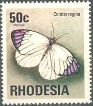 Queen Purple Tip (Colotis regina)