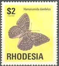 Guineafowl Butterfly (Hamanumida daedalus)