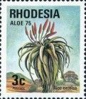 Aloe excelsa