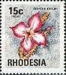 Pink sabi star (Adenium obesum)