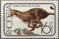 Cheetah (Acinonyx jubatus)