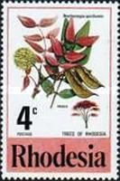Msasa (Brachystegia spiciformis)
