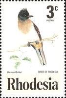 Black-eyed Bulbul (Pycnonotus barbatus)