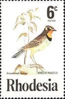 Orange-throated Longclaw (Macronyx capensis)