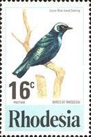 Lesser Blue-eared Starling (Lamprotornis chloropterus)