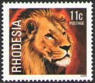 Lion (Panthera leo)