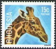 Giraffe (Giraffa camelopardalis)