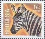 Plains Zebra (Equus quagga)