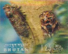 Cicada (Tibicen phalaris)