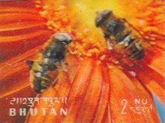 Drone Fly (Eristalis tenax)