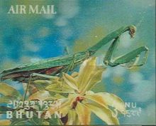 Mantis (Mantis patella)