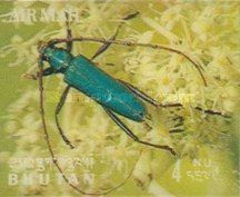 Longhorn Beetle (Aromia festivus)