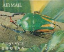 Rose Chafer (Dicranorrhina micans)