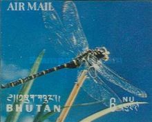 Golden-ringed Dragonfly (Cordulegaster annulatus)