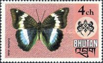 Blue Duchess (Euthalia duda)